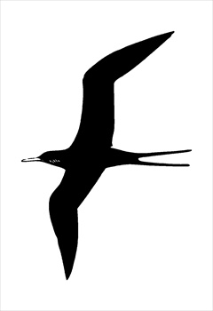 Free FrigateBird Clipart - Free Clipart Graphics, Images and Photos ...